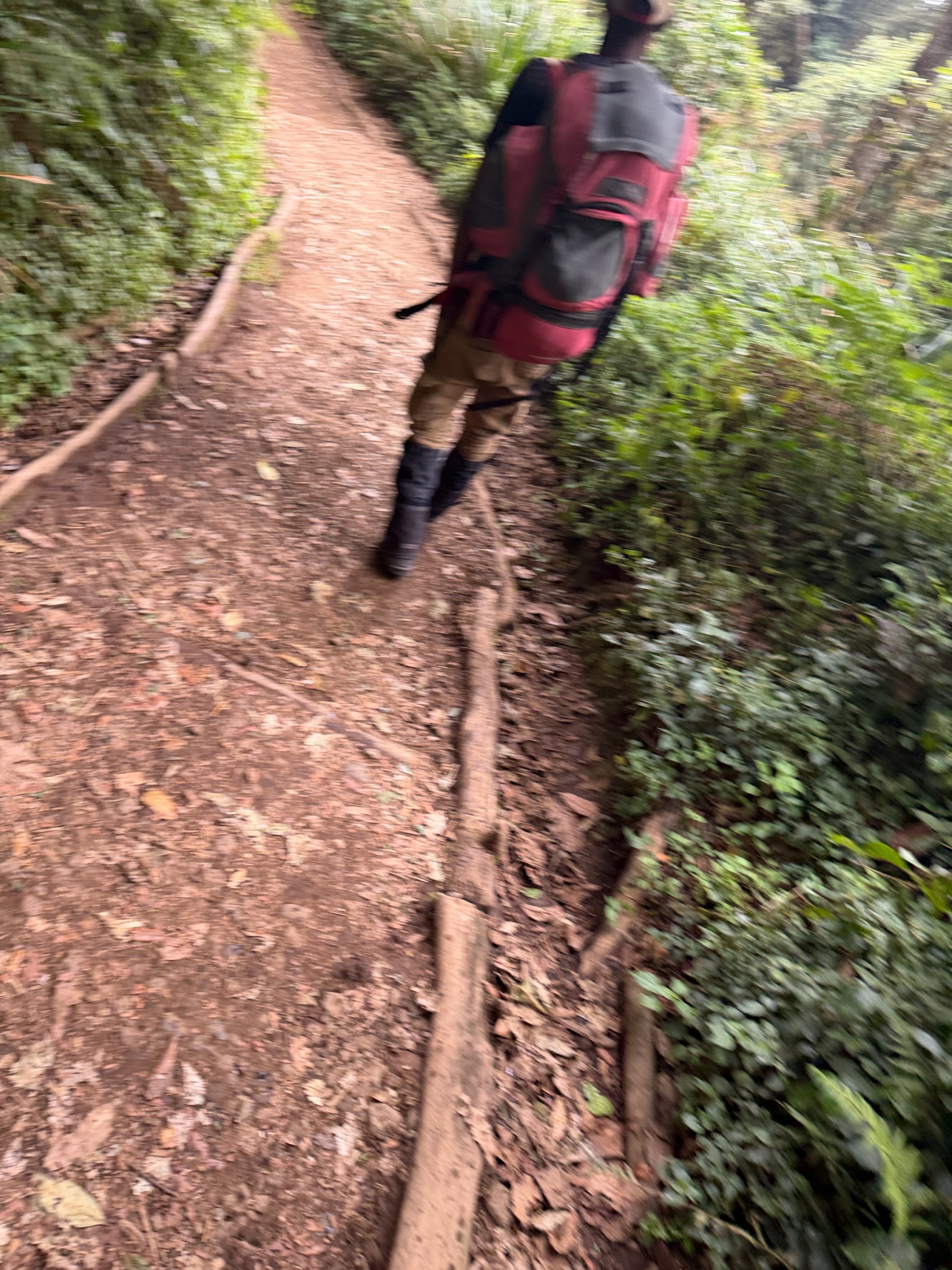 A porter carrying a heavy pack on the forest trail of the Lemosho route
